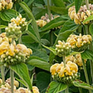 Kis-ázsiai macskahere - Phlomis russelliana