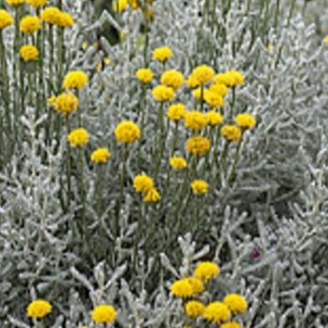 hamvas cipruska - Santolina chamaecyparissus
