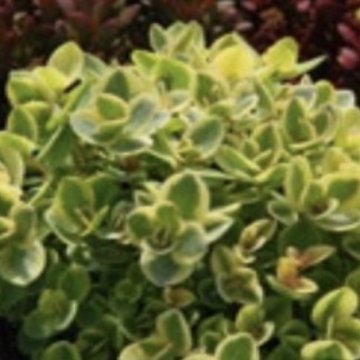 Japán varjúháj- Sedum makinoi SunSparkler Lime Twister