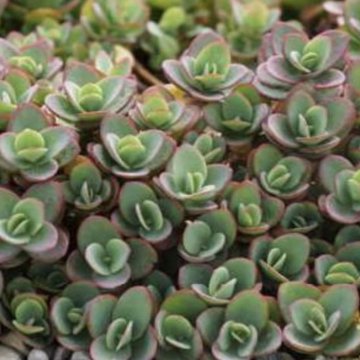 japán varjúháj- Sedum cauticola SunSparkler Lime Zinger