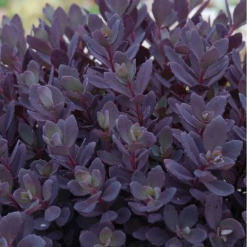 japán varjúháj- Sedum cauticola SunSparkler 'Sunsparkler Plum Dazzled'
