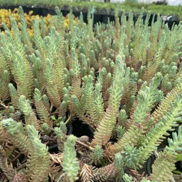 kövi varjúháj- Sedum reflexem Blue Spruce