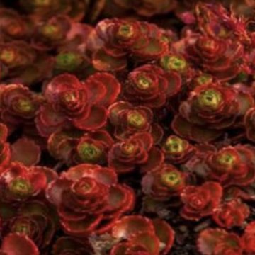 kaukázusi varjúháj- Sedum spurium Dragons Blood