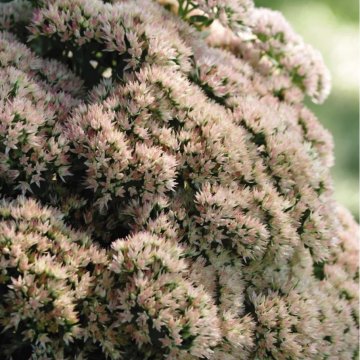 pompás varjúháj- Sedum telephium 'Matrona'
