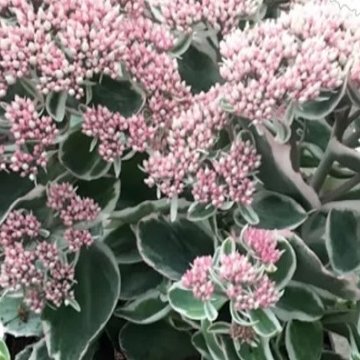 pompás varjúháj- Sedum telephium 'La Vie en Rose'