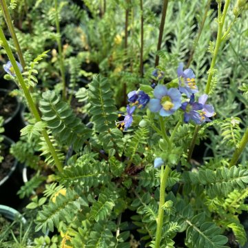 csatavirág- Polemonium boreale Haevenly Habit