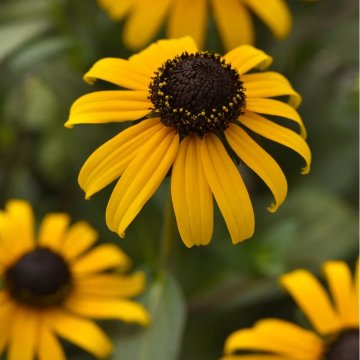 kúpvirág- Rudbeckia flugida 'Little Goldstar'