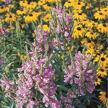 füzérajak- Physostegia virginiana 'Crystal Peak Rose'