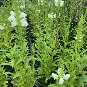 füzérajak- Physostegia virginiana 