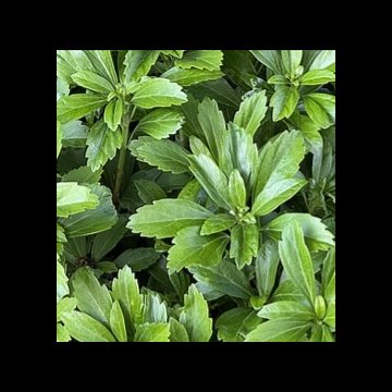 japán kövérke- Pachysandra terminális Green Sheen
