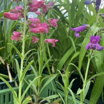 szakállas bugatölcsér- Penstemon barbatus var. Praceox 