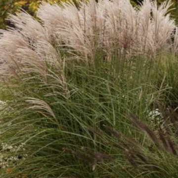 virágosnád- Miscanthus sinensis 