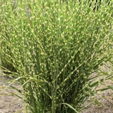 zebranád- Miscanthus sinensis 