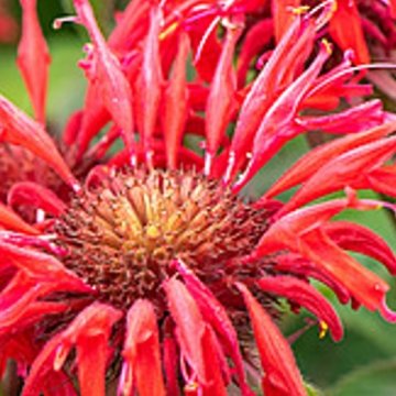 méhbalzsam- Monarda hybrida ' Gardenview Scarlet'