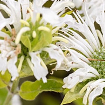 méhbalzsam- Monarda hybrida 'Schneewittchen'