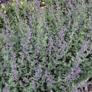 macskamenta- Nepeta fassenii 