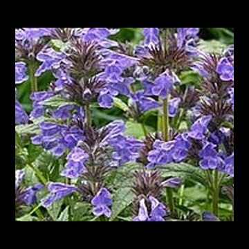 macskamenta- Nepeta kubanica 'Neptune'