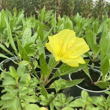 misszúri ligetszépe- Oenothera Missouriensis