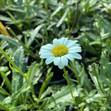 margaréta- Leucanthemum x superbum 