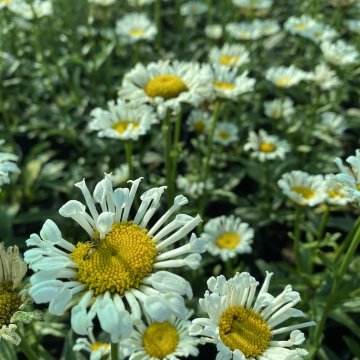 margaréta- Leuchantemum maximum Sweet Daisy Sofie