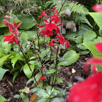 pompás lobélia- Lobelia speciosa 