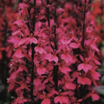 pompás lobélia- Lobelia speciosa 