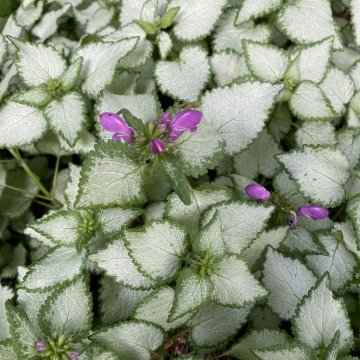 árvacsalán- Lamium maculatum Ami Dark Purole