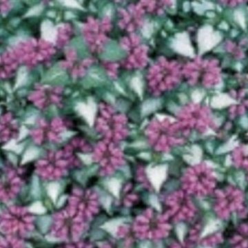 foltos árvacsalán- Lamium maculatum 