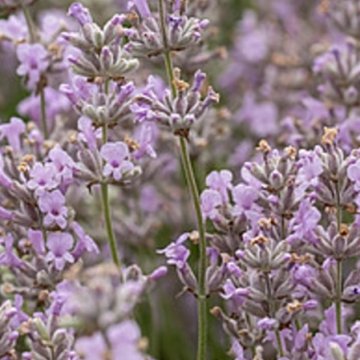 angol levendula- Lavandula angustifolia