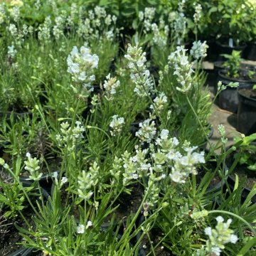 angol levendula- Lavandula angustifolia 