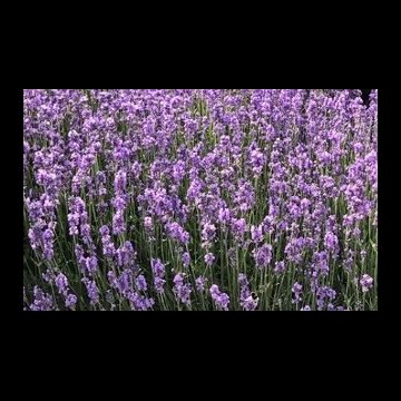 angol levendula- Lavandula angustifolia 'Hidcote'