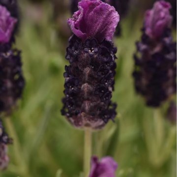 francia levendula- Lavandula stoechas 'Bandera Deep Rose'