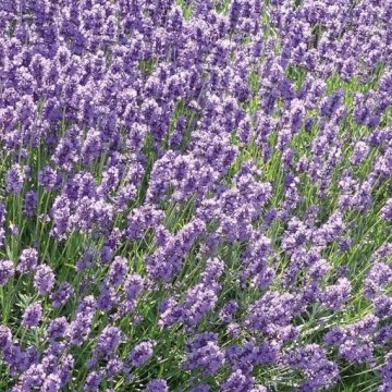 angol levendula- Lavandula angustifolia 'Dwarf Blue'