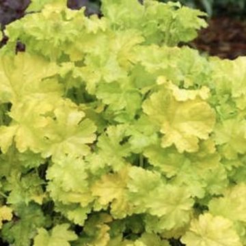 tűzeső- Heuchera hybrid 