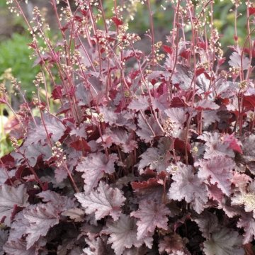 tűzeső- Heuchera americana 'Melting Fire'