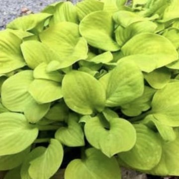 árnyékliliom- Hosta 