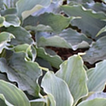 árnyékliliom - Hosta