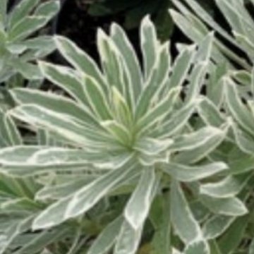 kutyatej- Euphorbia characins 