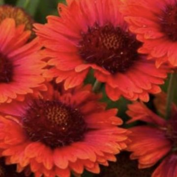 kokárdavirág- Gaillardia 