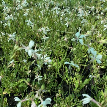 díszgyertya- Gaura lindheimeri 