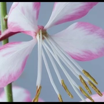 díszgyertya- Gaura lindheimeri 'Rosy Jane'