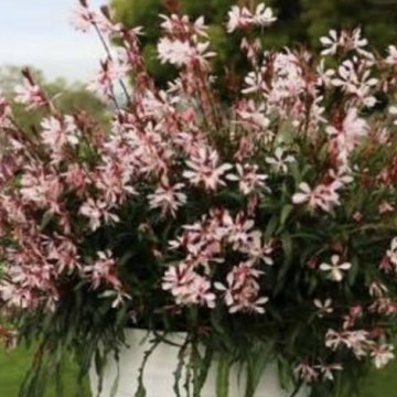 díszgyertya- Gaura lindheimeri 
