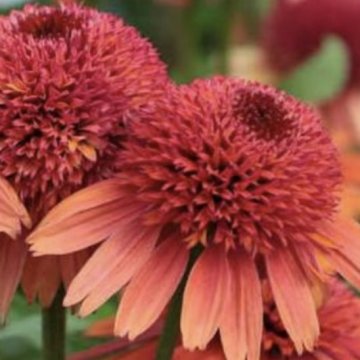 kasvirág- Echinacea 